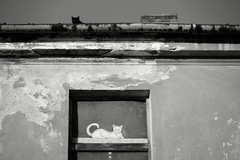Black and white...