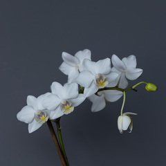 Orchidea