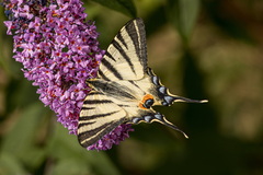 Vidlochvost ovocný.