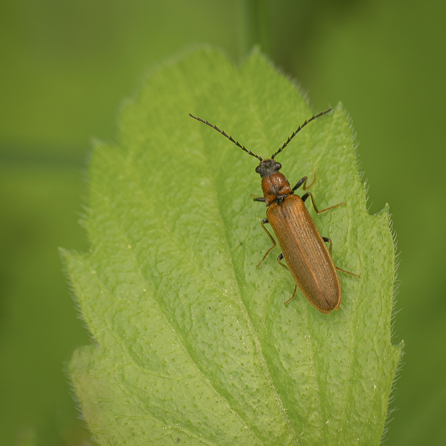 Denticollis linearis