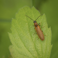Denticollis linearis