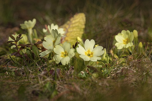 Prvosienka bezbyľová