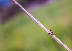 Stretávka na steble