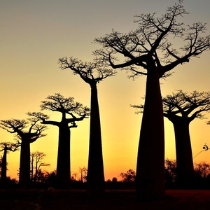 V aleji baobabů