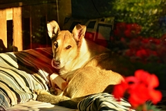 Feliška