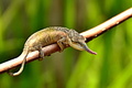 Chameleon