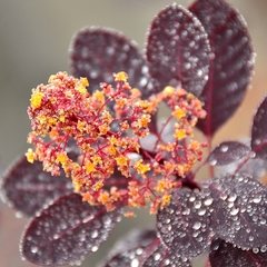 Cotinus coggygria 'Royal Purple'