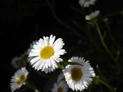 Margarétka