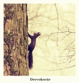 Drevokocúr