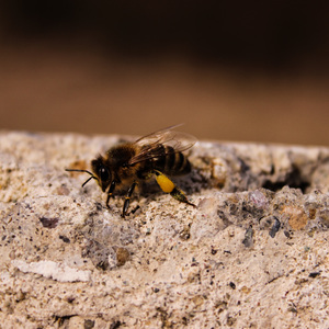 Bee ^^