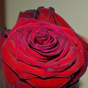 Krása Ruži