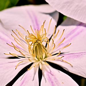 clematis