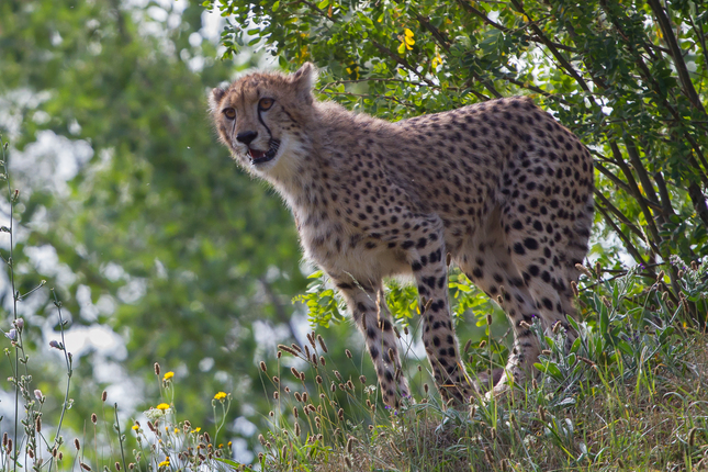 Mladý gepard
