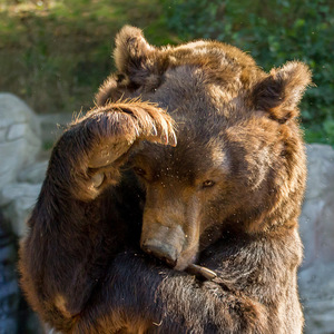Medvěd Jelizar