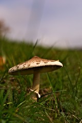 huba