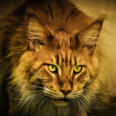 Leo