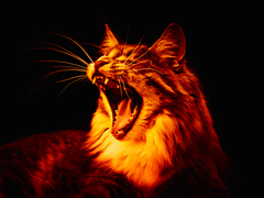 my cat hell