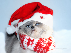 Santa  Jethro