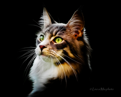 pussycat  Mia