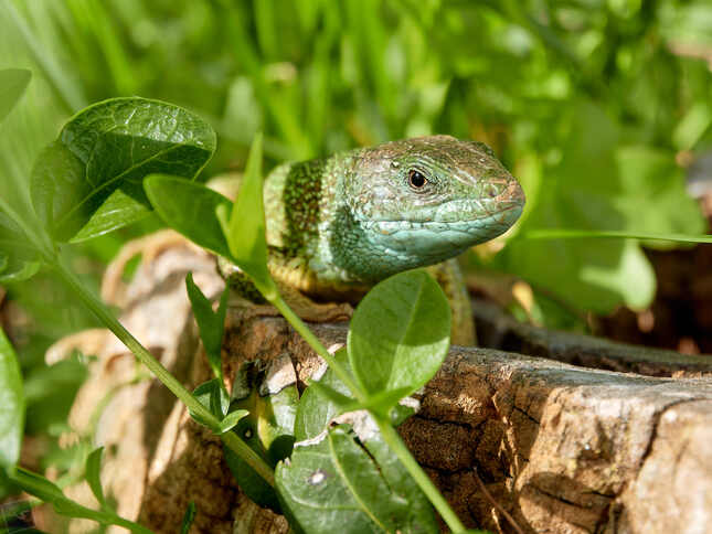Nazdar