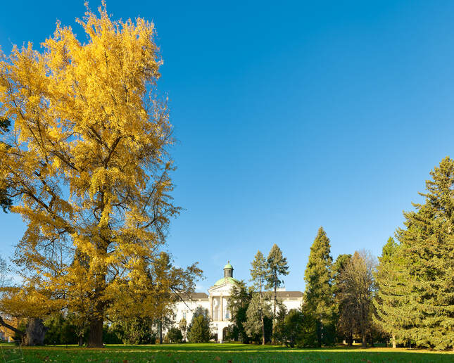 Ginkgo Gold