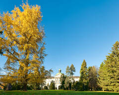 Ginkgo Gold