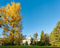 Ginkgo Gold