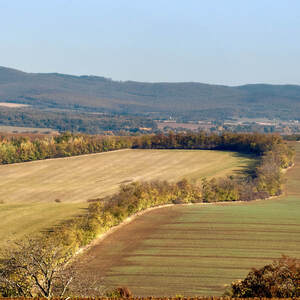 Pole lemované