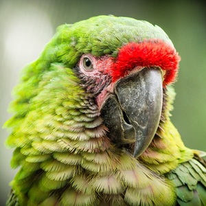 Papoušek portrét