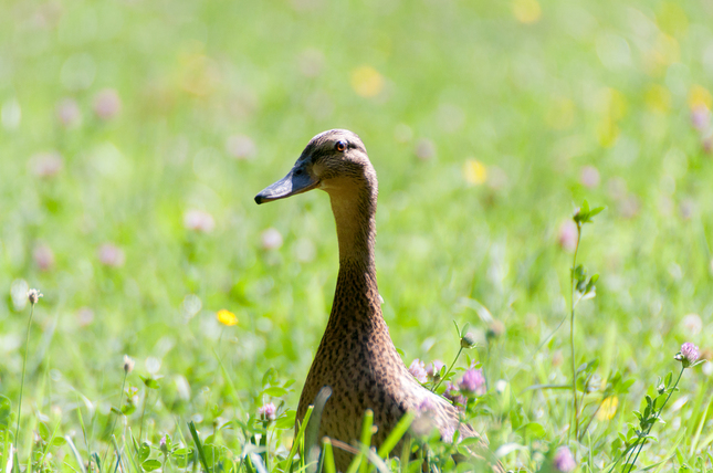 ...kačacia modelka v tráve...