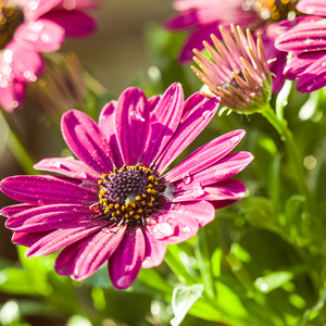 osteospermum