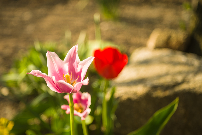zátišie s tulipánom