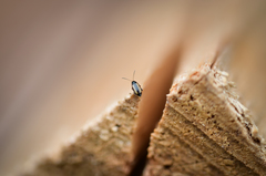 macro