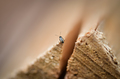 macro