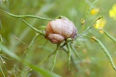 slimak
