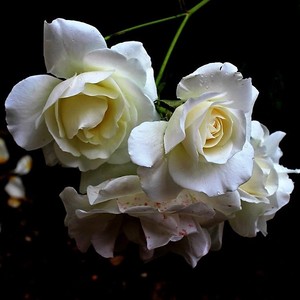 Biele ruže...