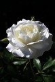 Biela ruža.