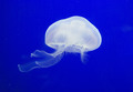 meduuziak