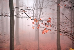 ....v mlhovém lese...