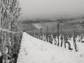 zima vo vinohrade 2