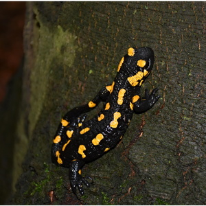 salamandra