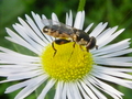 Makro - včela