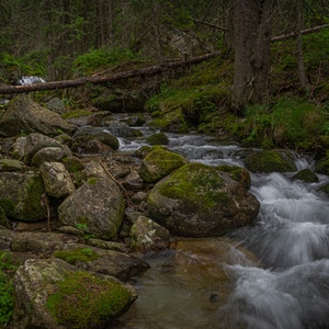 Mlynica