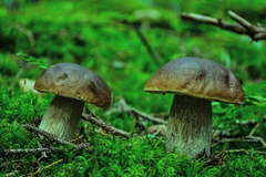 2x Boletus edulis