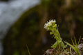 Petasites albus