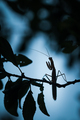 Mantis