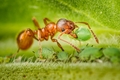 mravec a voška