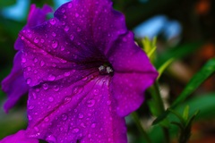 Petunia