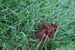 Raw Poop In Raw