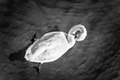 Black Swan